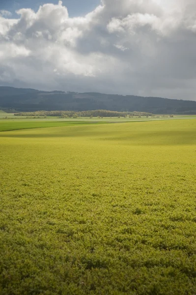 Primavera campi agricoli — Foto Stock