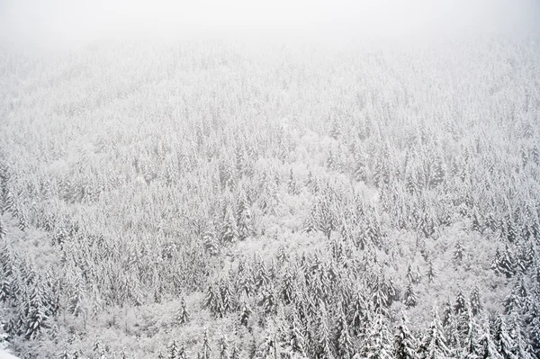 Forêt d'hiver — Photo