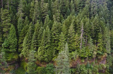 Douglas fir orman
