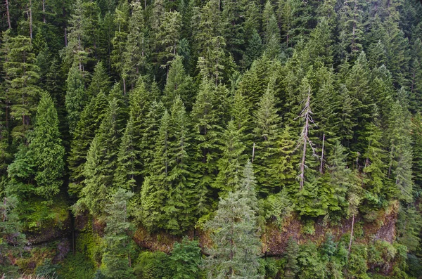 Douglas fir forest — Stock Photo, Image