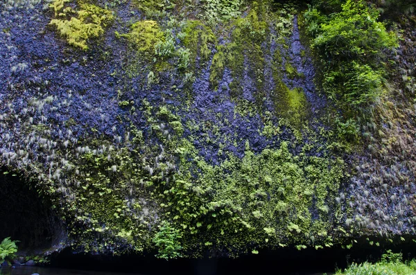 Helechos y musgo sobre rocas oscuras — Foto de Stock