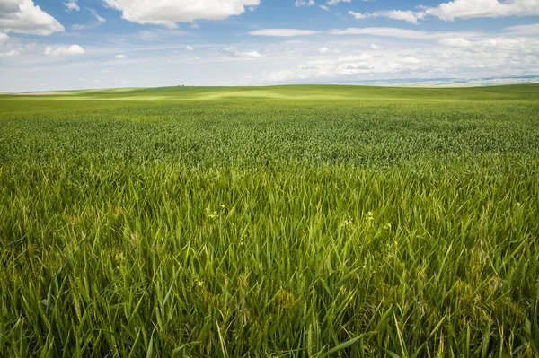 Wheat fields under a summer clouds — Stock Photo, Image