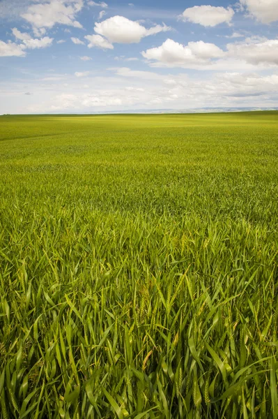 Пшеничні поля під літніми хмарами — стокове фото