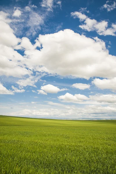 Tarwe velden onder een zomer wolken — Stockfoto
