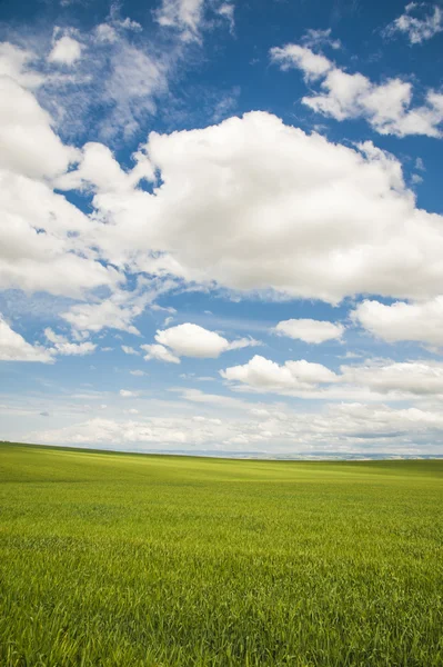 Campi di grano sotto nuvole estive — Foto Stock