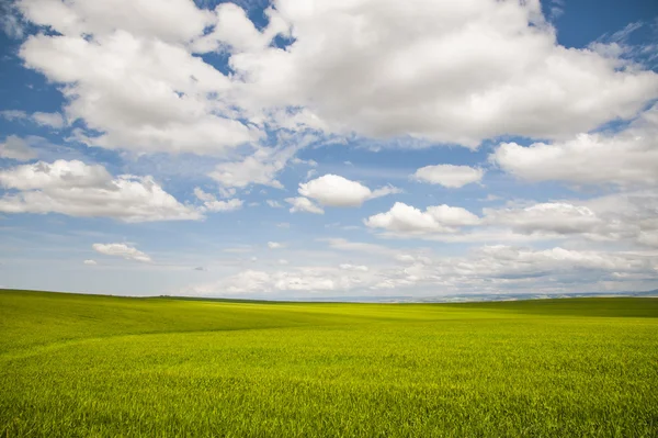 Campi di grano sotto nuvole estive — Foto Stock