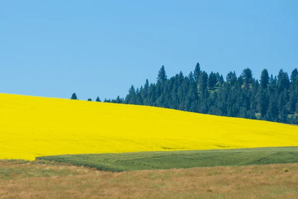 Pole řepky — Stock fotografie