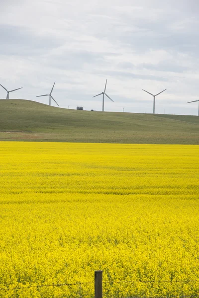 Windturbines boven velden van canola — Stockfoto