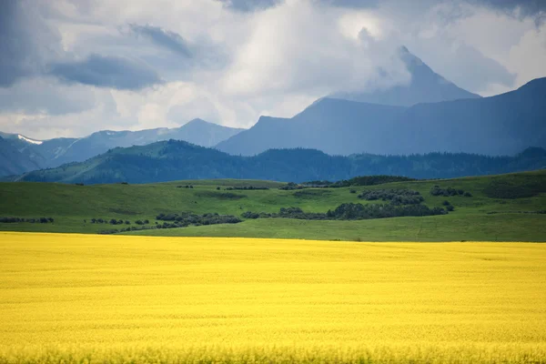 Field of yellow canola — Stock Photo, Image