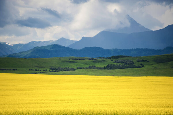 Field of yellow canola