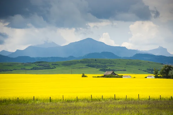 Agriturismo in campo di colza — Foto Stock