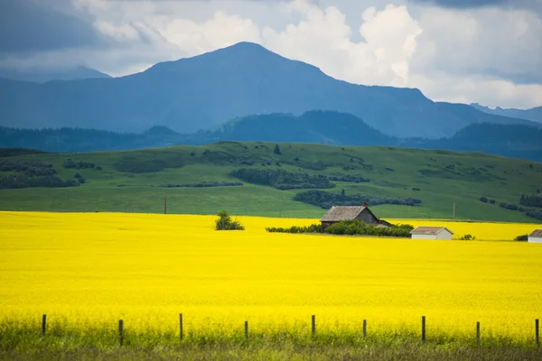 Casa de campo en el campo de canola —  Fotos de Stock