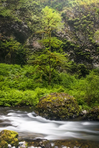 太平洋岸北西部の森のストリーム — ストック写真