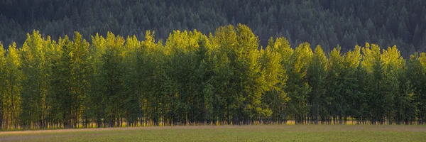 Árboles de Aspen — Foto de Stock