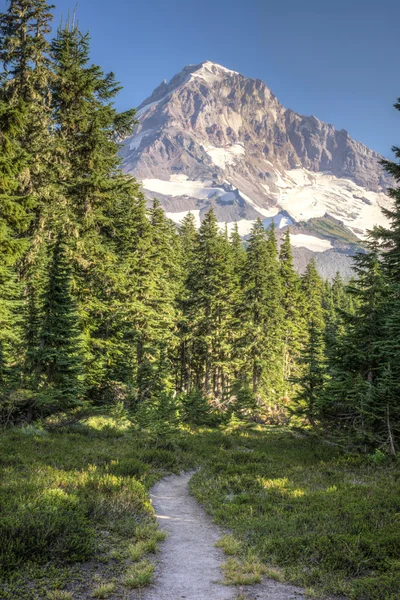 Trail to Mt Hood — Stock Photo, Image