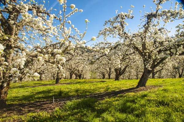 Frutteti di mele in primavera — Foto Stock