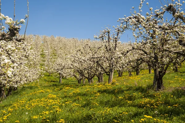 Frutteti di mele in primavera — Foto Stock