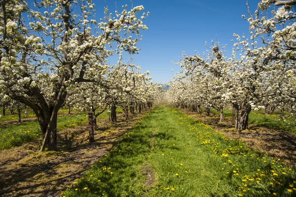 봄에는 사과 과수원 — 스톡 사진