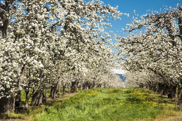 봄에는 사과 과수원 — 스톡 사진