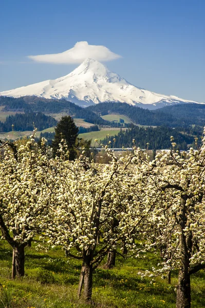 MT hood, jabloňových sadů, oregon — Stock fotografie