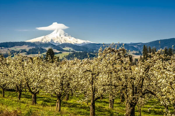 Mt Hood, apple orchards, Oregon — Stock Photo, Image