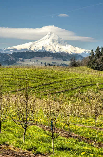 Mt Hood, apple orchards, Oregon — Stock Photo, Image