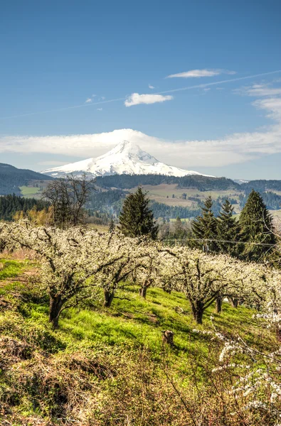 Mt Hood, apple orchards, Oregon — Stock Photo, Image