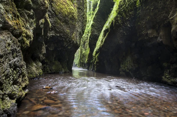 Enge grüne Flussschlucht — Stockfoto