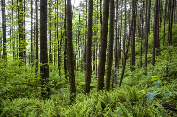 Bosque verde y helechos — Foto de Stock