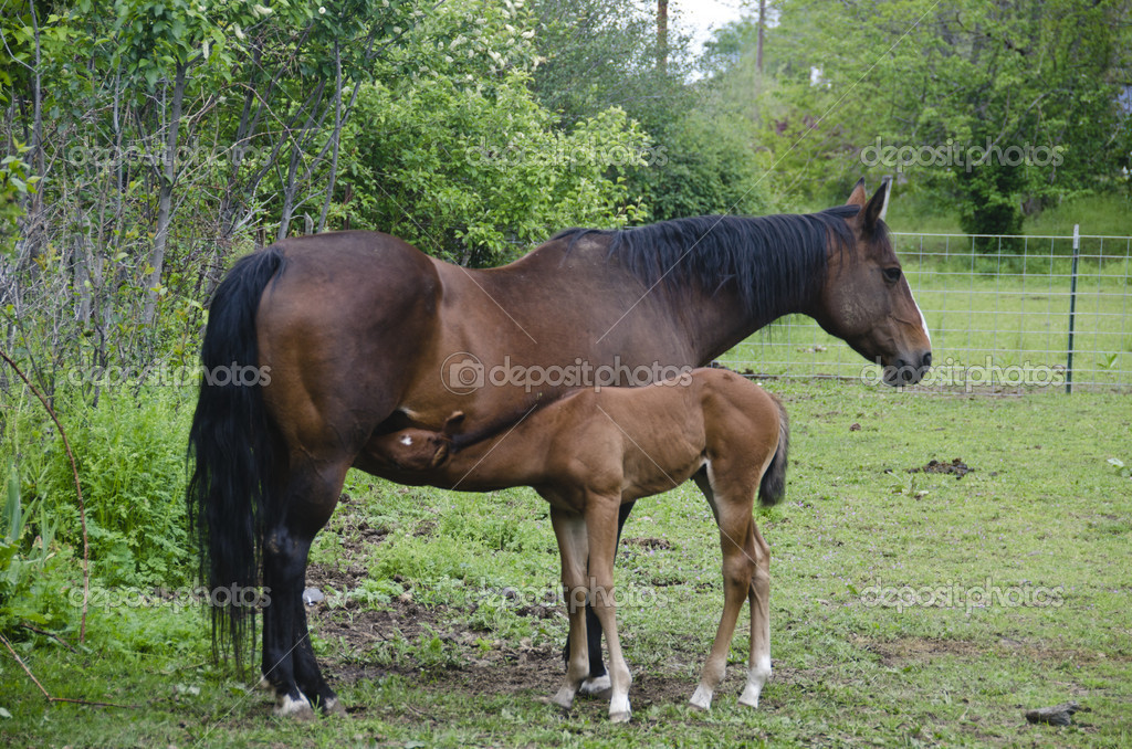 Young horse nursing — Stock Photo © robertcrum 21604105