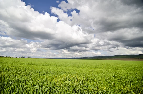 Gröna vetefält — Stockfoto