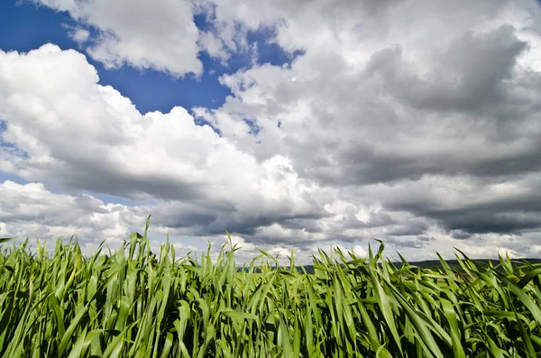 Campos de trigo verde — Fotografia de Stock
