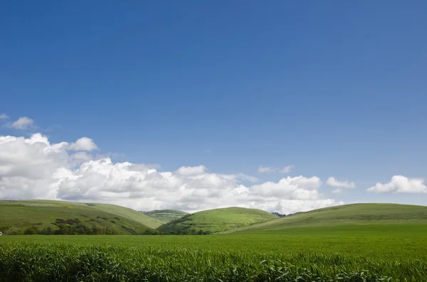 Campos de trigo verde — Fotografia de Stock