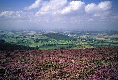 Heather Yorkshire, İngiltere