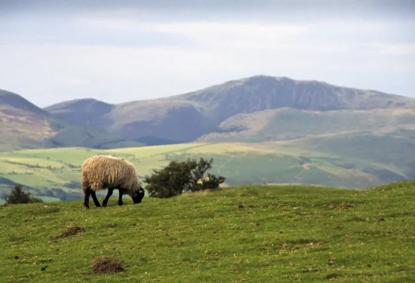 Lone sheep grazing on a hilltop — Stock Photo, Image