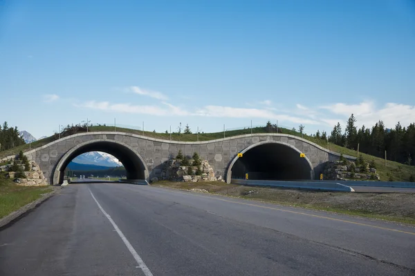 Highway crossing bridge for animals — Stock Photo, Image