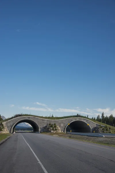 Autobahnbrücke für Tiere — Stockfoto