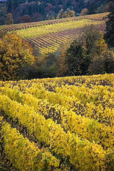 秋天葡萄园、 威拉米特谷，俄勒冈州 — 图库照片