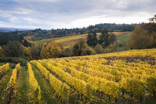 Осенние виноградники, Долина Уилламетт, Орегон — стоковое фото