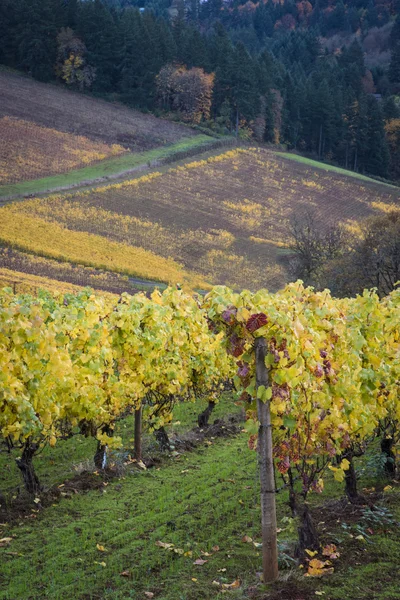 Herfst wijngaarden, willamette valley, oregon — Stockfoto