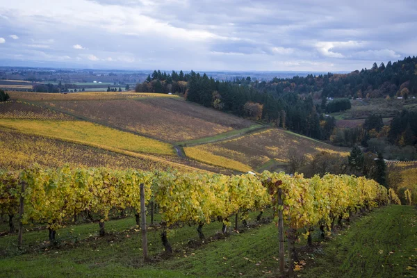 Herfst wijngaarden, willamette valley, oregon — Stockfoto