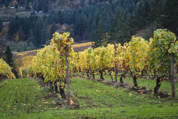 Autumn vineyards, Willamette Valley, Oregon — Stock Photo, Image