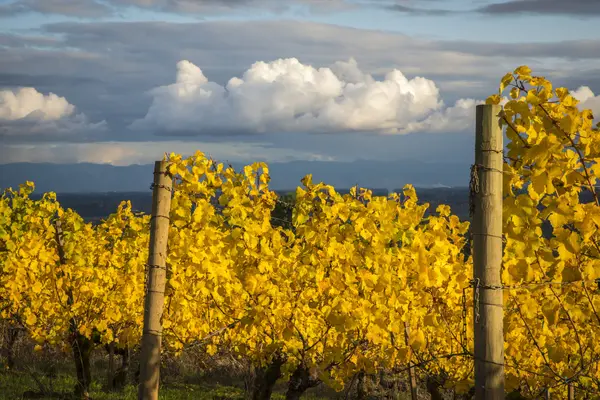 Herfst wijngaarden, willamette valley, oregon — Stockfoto