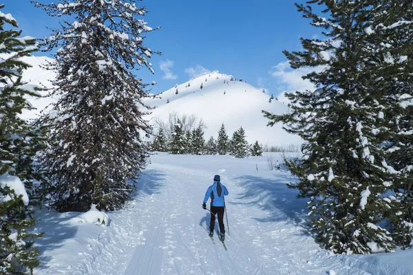 Cross-country skier on a perfect winter day — Stock Photo, Image