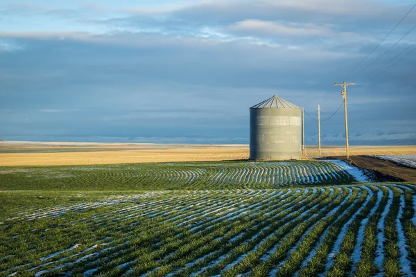 Caixote do grão, campos de trigo de inverno — Fotografia de Stock