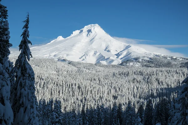 Mount hood, winter, oregon — Stockfoto