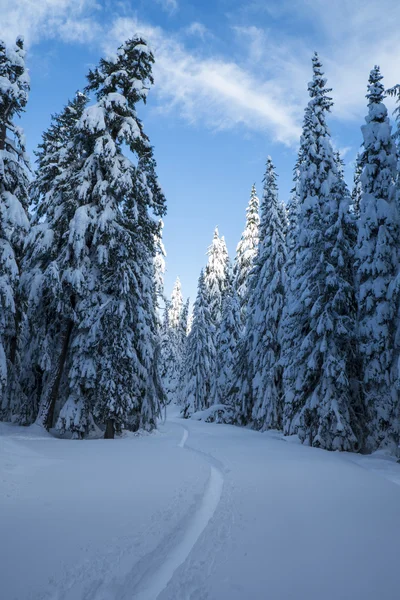 Forêt de sapins couverte de neige hivernale — Photo