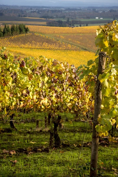 Autumn vineyards, Willamette Valley, Oregon — Stock Photo, Image