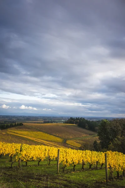 Осінній виноградники, долині Willamette, штат Орегон — стокове фото