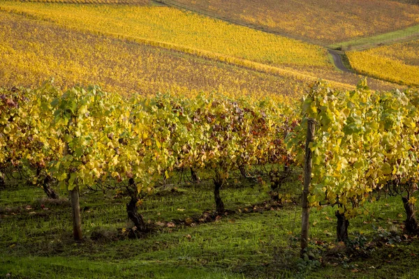 Herfst wijngaarden, willamette valley, oregon — Stockfoto
